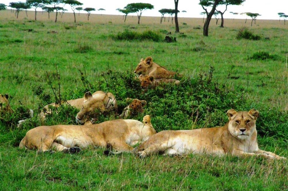 Seven lions resting in ther bush in Masai Mara